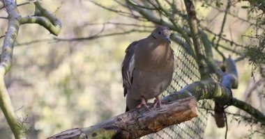 4 k Ultrahd beyaz güvercin kanatlı, Zenaida asiatica