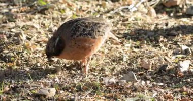 4 k Ultrahd maskeli Bobwhite, Colinus virginianus ridgwayi