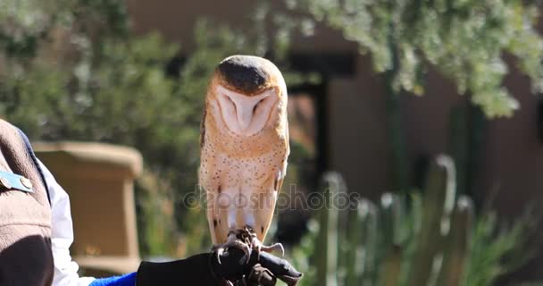 4K UltraHD Captive femmina Barn Owl, Tyto alba — Video Stock