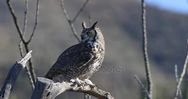 4K UltraHD grande gufo cornuto, Bubo virginianus — Video Stock