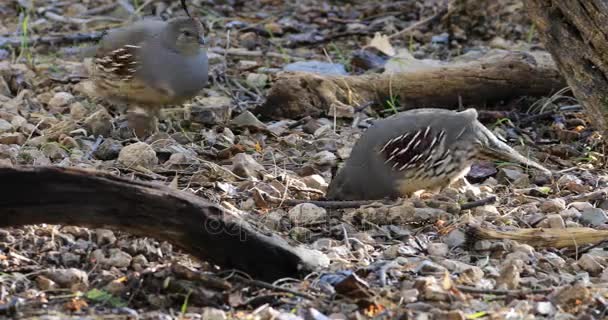 4 k Ultrahd Gambels ウズラ、Callipepla gambelii — ストック動画