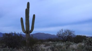 4k Ultrahd Timelapse Sonoran Çölü, gün batımında