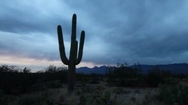 4k gün batımında Sonoran Çölü Ultrahd Timelapse