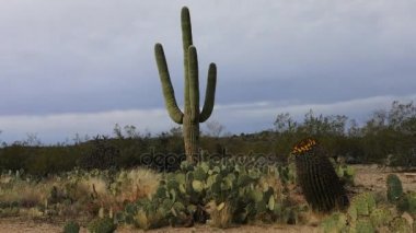 4 k Ultrahd Timelapse Sonoran Çölü Saguaro ile