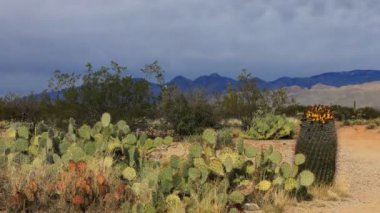 4 k Ultrahd Timelapse Sonoran Çölü