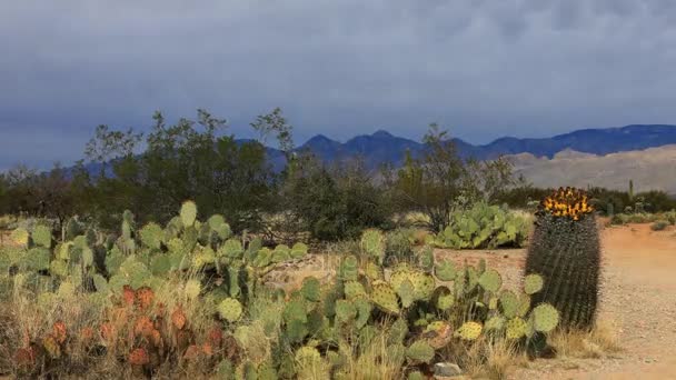 4 k Ultrahd Timelapse Sonoran Çölü — Stok video