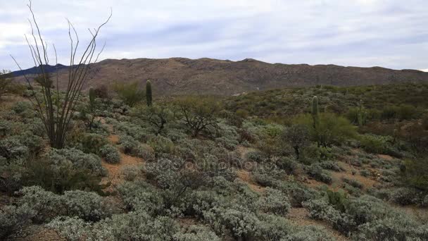 4k Sonoran Çölü Tucson yakınındaki Ultrahd Timelapse — Stok video