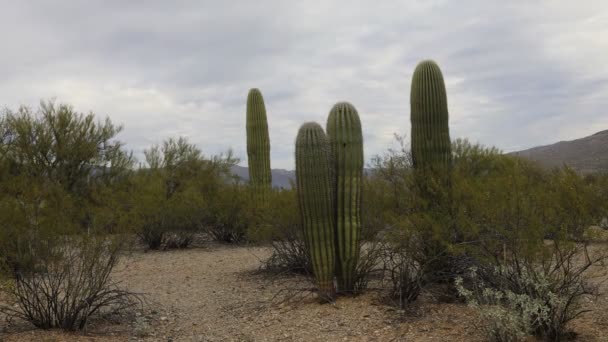 4k Ultrahd Timelapse van de Sonorawoestijn en cactus — Stockvideo