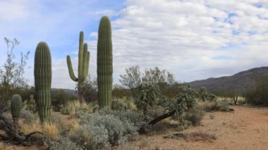 4 k Ultrahd Timelapse görünümünü Sonoran Çölü
