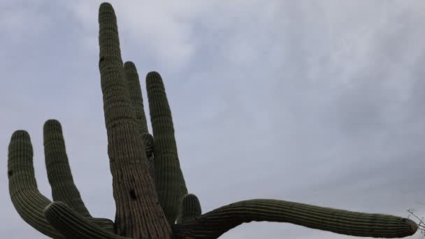 4k Ultraschall-Zeitraffer eines großen Saguaro-Kaktus — Stockvideo