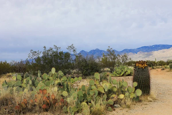 ソノラ砂漠と様々 なサボテンのビュー — ストック写真