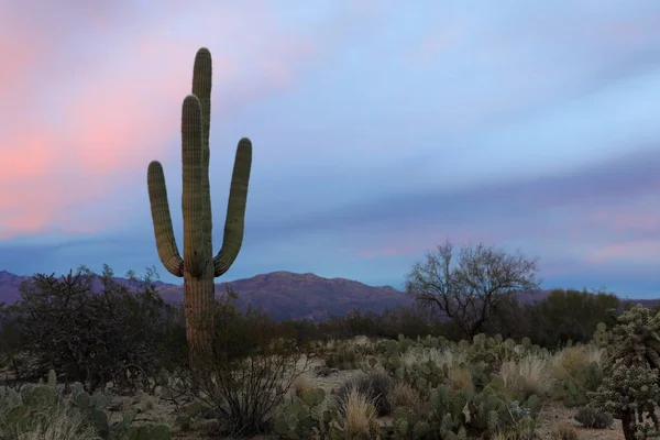 Widok na pustyni Sonora, o zachodzie słońca — Zdjęcie stockowe