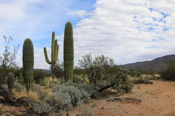 晴れた日に美しいソノラ砂漠 — ストック写真