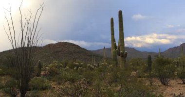 4 k Ultrahd Vista görünümünde Tucson Mountain Park