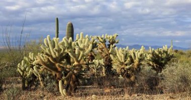 4k Tucson Mountain Park grubunda Cholla kaktüs Ultrahd görünümü