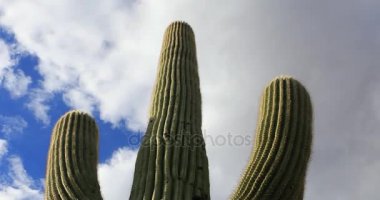4k Ultrahd görünümü kadar geniş Saguaro kaktüsü arıyorsunuz