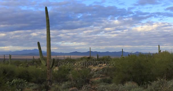4 k Ultrahd pohled Saguaro kaktusy v Tucsonu Mountain Park — Stock video