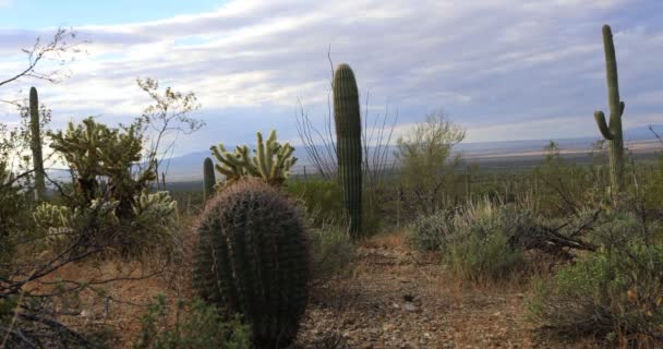 4K UltraHD Vista del grupo de cactus en Tucson Mountain Park — Vídeos de Stock