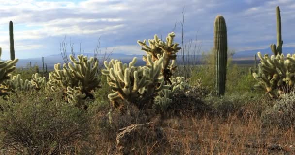 4 k Ultrahd manzara Cholla kaktüs Tucson Mountain Park — Stok video