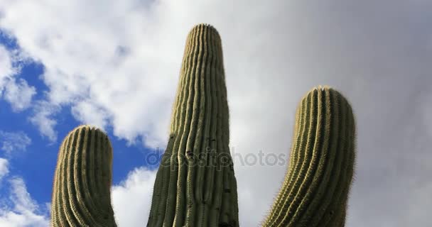 4K UltraHD View looking up at large Saguaro Cactus — Stock Video