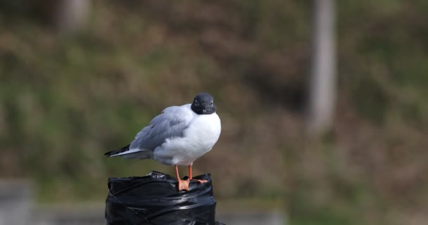 4K UltraHD Chroicocephalus filadelfia, Bonaparte 's Gull holgazanear — Vídeo de stock