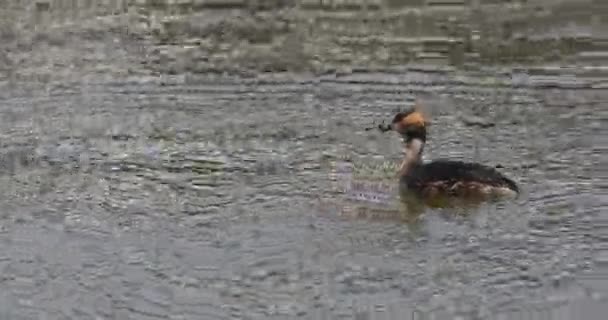 UltraHD 4K Horned Grebe, Podiceps auritus, sull'acqua — Video Stock