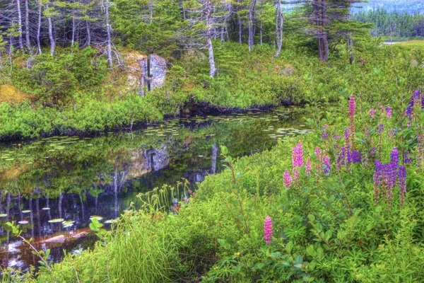Lupinos salvajes junto a un estanque en Terranova —  Fotos de Stock