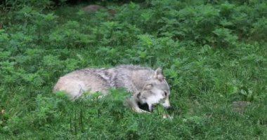 4 k Ultrahd gri kurt, bir kemik üzerinde kemiren Canis lupus,