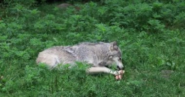 4 k Ultrahd gri kurt, Canis lupus, bir kemik üzerinde çiğneme