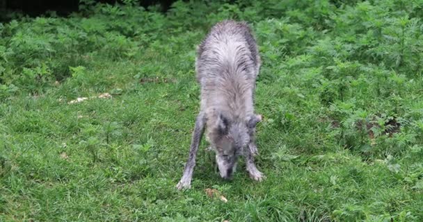 4 k Ultrahd grijze wolven, Canis lupus, oude bot te kauwen — Stockvideo