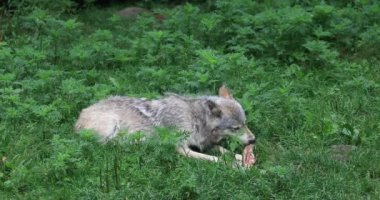 4 k Ultrahd gri kurt, Canis lupus, yemek