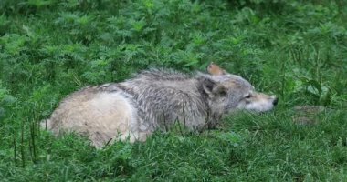 4 k Ultrahd gri kurt, Canis lupus, kemik üzerinde çiğneme