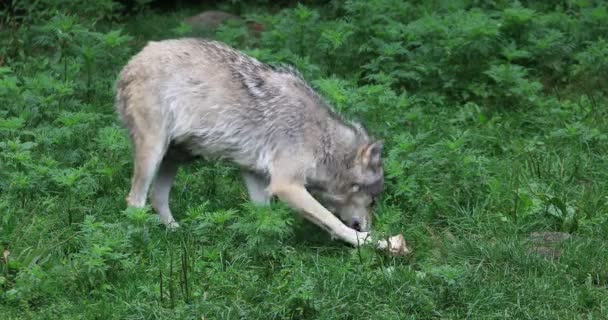 4 k Ultrahd grå vargen, Canis lupus, äta från ett ben — Stockvideo