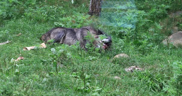 4K UltraHD Dark Grey Wolf, Canis lupus, gnawing on a bone