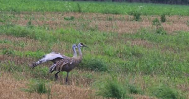 4 к Ultrahd пара Sandhill кранів, журавля canadensis, у сфері — стокове відео