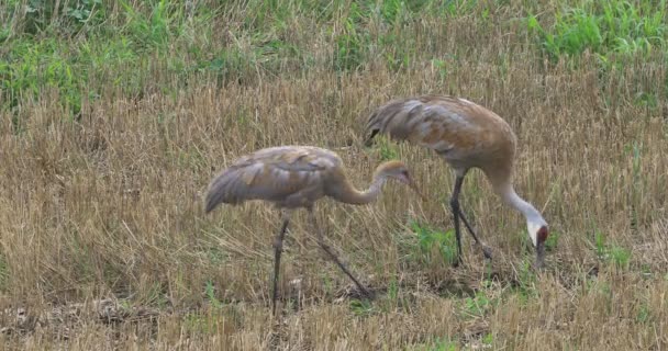 4k Ultrahd Sandhügelkran, Grus canadensis, mit juvenilen — Stockvideo