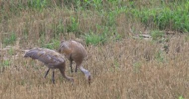 4 k Ultrahd Sandhill Crane, genç ile Grus canadensis