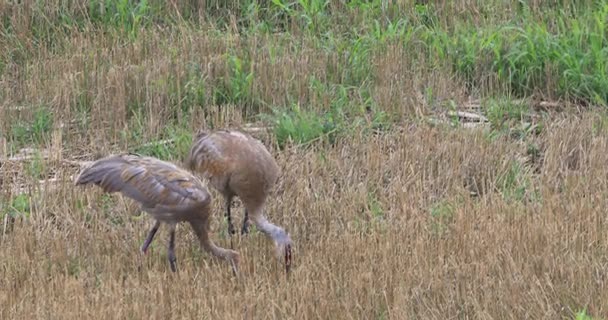 4 k Ultrahd Żuraw kanadyjski, Grus canadensis, z młodymi — Wideo stockowe