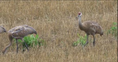 4k Ultrahd Sandhill Crane, Grus canadensis, Yetişkin ve iki genç