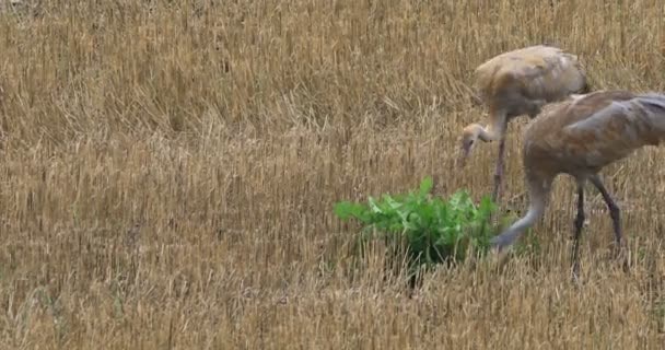 4 k Ultrahd Sandhill Crane, Grus canadensis, vuxen med unga utfodring — Stockvideo