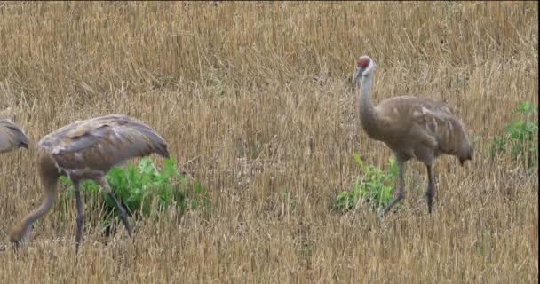 4k Ultrahd Sandhill Crane, Grus canadensis, Yetişkin ve iki genç — Stok video