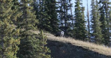 Bighorn koyun, Ovis canadensis, tepenin 4 k besleme