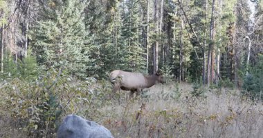Geyik, Rocky Dağları 4k woodlands ın Cervus canadensis