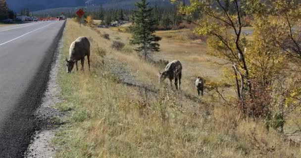 Owce gruborogie, Ovis canadensis, przy drodze w góry 4k — Wideo stockowe