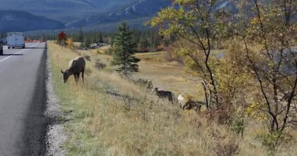 Ovejas Bighorn, Ovis canadensis, por carretera en las Montañas Rocosas 4K — Vídeo de stock
