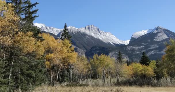 Vista montanha rochosa com aspens amarelos 4K — Vídeo de Stock