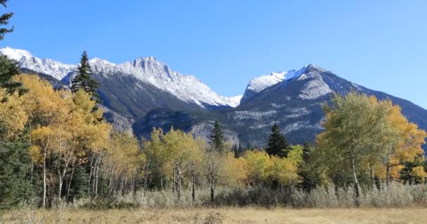 Rocky Mountain view με χρυσή Λεύκες 4k — Αρχείο Βίντεο