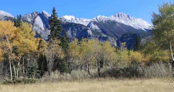 Vedere a Muntelui Rocky cu aspens galben 4K — Videoclip de stoc