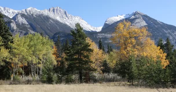 Θέα από το Rocky Mountain με χρυσή Λεύκες 4k — Αρχείο Βίντεο
