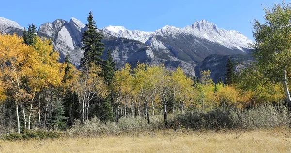 Vista de los álamos amarillos con las Montañas Rocosas detrás — Foto de Stock